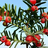 1 Professional Pack, 20 Seeds / Pack, Rare Taxus Chinensis Seeds, Heirloom Chinese Yew for Bonsai #NF194