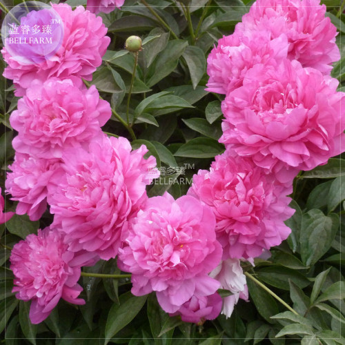 BELLFARM Peony Fully Pink Big Blooms Tree New Seeds, 5 seeds, professional pack, compact home garden flowers easy to grow BD202H