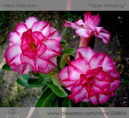 1 Professional Pack, 2 seeds / pack, Rosy Adenium Obesum Triple Amazing Desert Rose Flowers Seeds #NF303