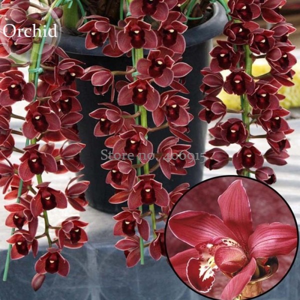 Rare Wild Orchids Dark Red Colors Perennial Flowers, 100 Seeds, light fragrant indoor potted landscape E3627