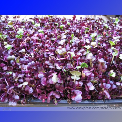 Heirloom Sango Purple Radish Sprouting Vegetable Seeds, Professional Pack, 150 Seeds / Pack, The Best Microgreen Indoor #NF761