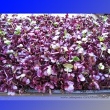 Heirloom Sango Purple Radish Sprouting Vegetable Seeds, Professional Pack, 150 Seeds / Pack, The Best Microgreen Indoor #NF761