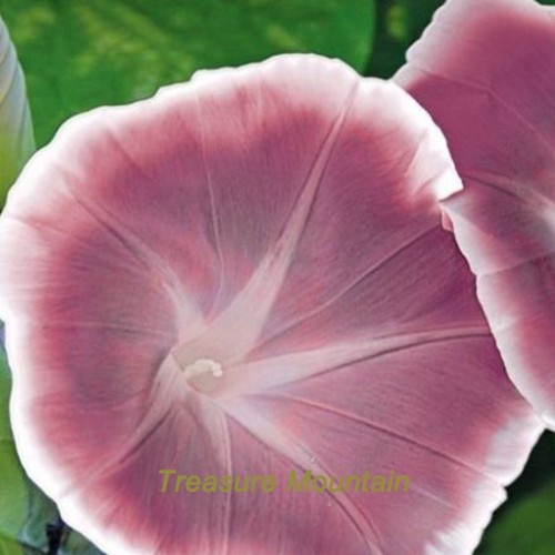 1 Professional Pack, 20 seeds / pack, Morning Glory Chocolate Rare color Huge Flower #NF227