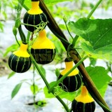 Rare 'Naughty Boy' Black Yellow Pumpkin, 8 seeds, ornamental garden toys E3805