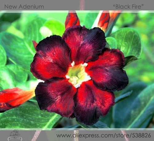 'Black Fire' Adenium Obesum Seeds, Professional Pack, 2 Seeds / Pack, Perennial Bonsai Desert Rose #NF914