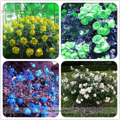 Separately 4 Types of Rose Green Blue Yellow White Flower Seeds, Professional Pack, 50 Seeds / Pack, Light Fragrant for Garden