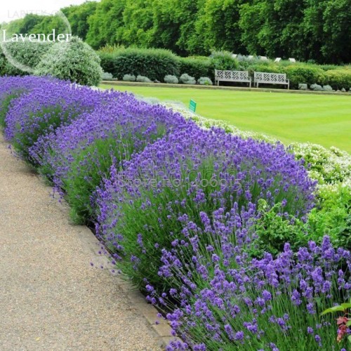 Nature Fresh Beautiful Purple Lavender, 100 Seeds, improve the environment attract butterflies light up garden E3606