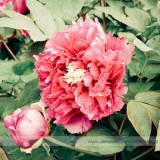 New Variety Purely Rose Red Peony Tree 'Princess' Flower Seeds, Professional Pack, 5 Seeds / Pack, Light Fragrant Flower #NF747