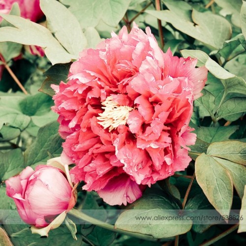 New Variety Purely Rose Red Peony Tree 'Princess' Flower Seeds, Professional Pack, 5 Seeds / Pack, Light Fragrant Flower #NF747