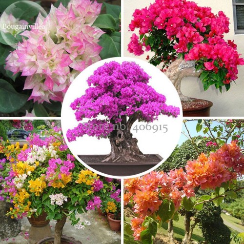 New Mix-color Bougainvillea Santa Rita Bonsai Flowers, 50 Seeds, buganvilla bugambilia attractive butterfly light up your garden