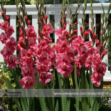Heirloom New Gladiolus Perennial Flower Seeds, Professional Pack, 50 Seeds / Pack, Very Beautiful Sword Lily Flower Seed