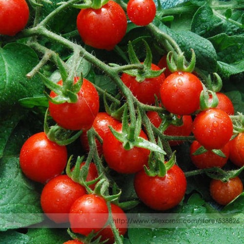 Mexico Midget Tomato Seeds, Professional Pack, 100 Seeds / Pack, Tiny Fruit for Snack-salad or Any Way You Desire #TS021