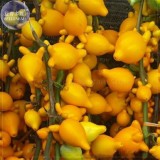 BELLFARM Solanum mammosum Yellow Nipple Fruit Seeds, 16 Seeds, ornamenatal edible titty fruit BD067H