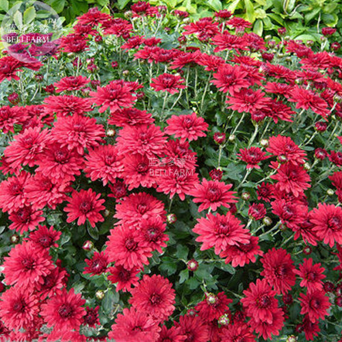 BELLFARM Dendranthema Grandiflorum Groud-cover Chrysanthemum Perennial Flower Seeds, 250 seeds, very nice home garden flowers