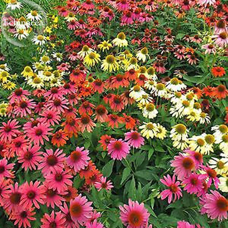 US 2.19 Rare 'Cheyenne Spirit' Mixed Echinacea Coneflower, 100