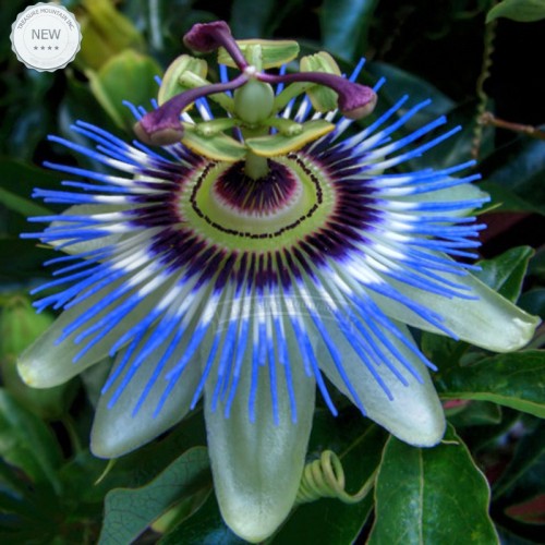 1 Professional Pack, 100 seeds / pack, Hardy Fragrant Passion Flower Osaka