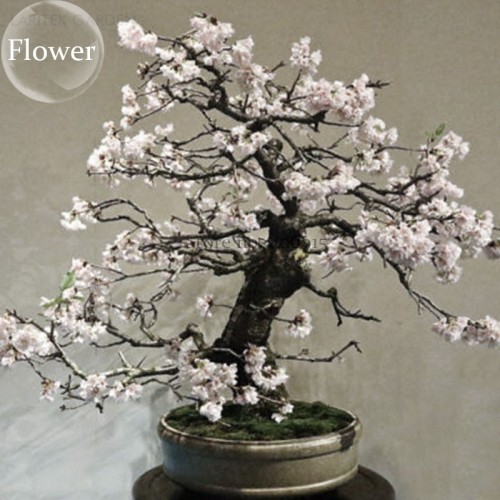 White Prunus Mini Bonsai Pear Plant Tree, 10 Seeds, Ornamental for home garden E3794
