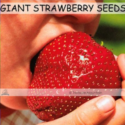 1 Professional Pack, 100 Seeds / Pack, Super Giant Strawberry Fruit Seed Apple Sized 100% True Variety NOT fake #NF349