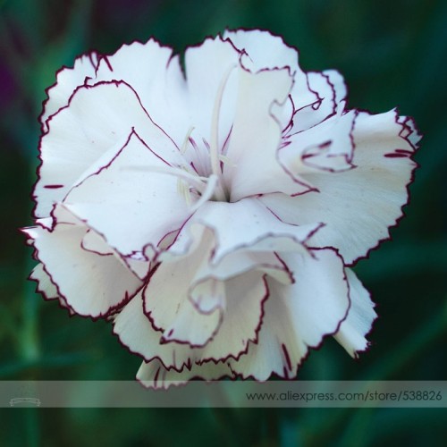 Rare Hardy Perennial Dianthus 'Crimson Rim' Carnation Flower Seeds, Professional Pack, 50 Seeds / Pack, Fragrant Flower #NF774