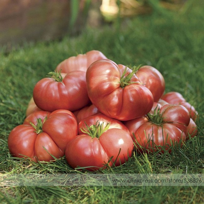 Big Brandy Hybrid Tomato Seeds, Professional Pack, 100 Seeds / Pack, An Heirloom Marriage of Brandywine and Big Dwarf #NF727