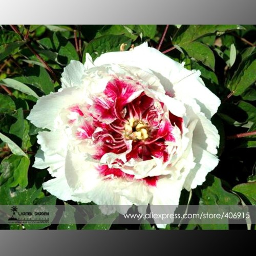 Rare 'Hua Cat' White Peony with Red Heart Flower Seeds, Professional Pack, 5 Seeds / Pack, Light Fragrant E3355