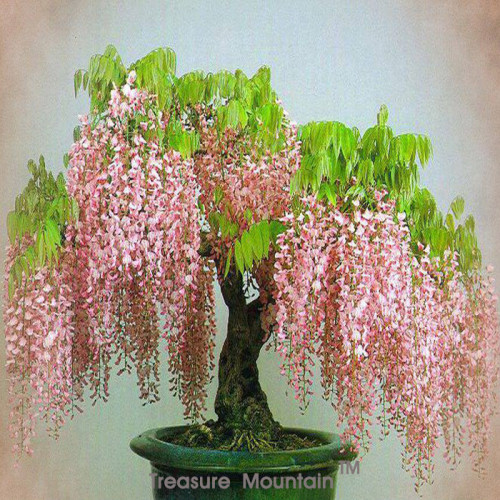 1 Professional Pack, 100 seeds / pack, Bonsai Pink Chinese Wisteria Seeds Top Quality Seeds #NF238