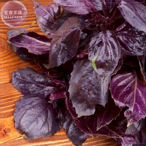 BELLFARM Dark Opal Basil Seeds, 20 Seeds, an attractive plant with dark purple, crinkled foliage and pink flowers E4232