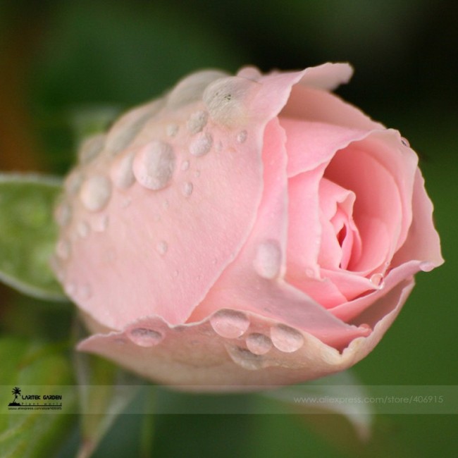 Minature Light Pink Rose Seeds, Professional Pack, 50 Seeds / Pack, Light Fragrant Home Rose Flowers #LG00017