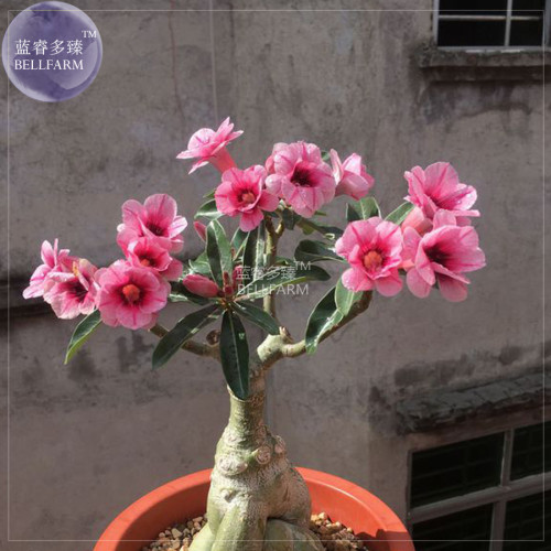 BELLFARM Adenium Pink Petals Red Stripe Dark Red Centre Flower Seeds, 2 seeds, 4-layer desert rose home garden bonsai