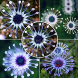 Heirloom Rare Purple Blue 'spider' Chrysanthemum Perennial Flowers, 50 Seeds, headline-grabbing garden plants E3623