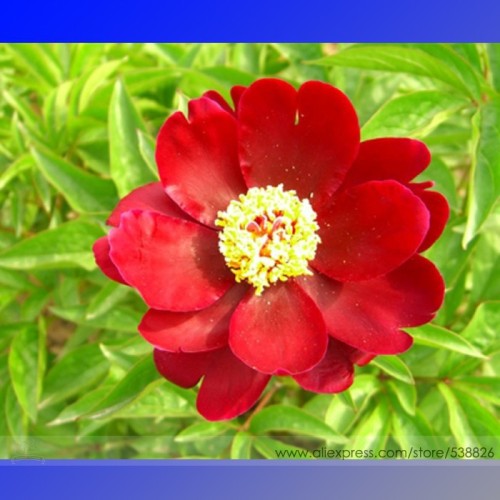 Rare Dark Red Tree Peony Flower 'Cong Zhong Xiao' Seeds, Professional Pack, 5 Seeds / Pack, Light Up your Garden #NF704