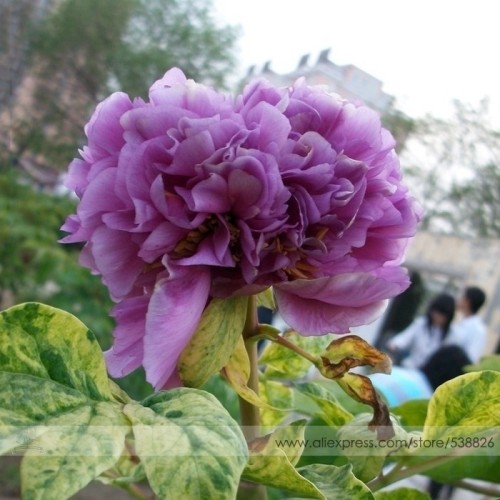 Strong Fragrant Purple Peony Tree 'Queen' Flower Seeds, Professional Pack, 5 Seeds / Pack, Luoyang Chinese Peony #NF746