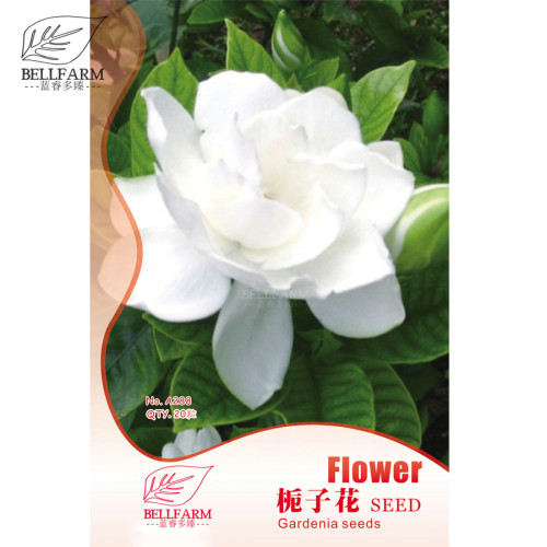 BELLFARM Gardenia Cape Jasmine White Flowers, 20pcs Bonsai Seeds, strong fragrant double petals for home garden