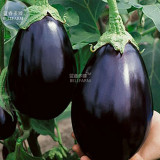 BELLFARM Eggplant Black Big Vegetables Seeds, 100 seeds, organic tasty for home garden E4327I