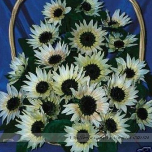 Moonshadow White Ornamental Sunflower Seed, Professional Pack, 15 Seeds / Pack, Stunning These Are As Close to White As They Get