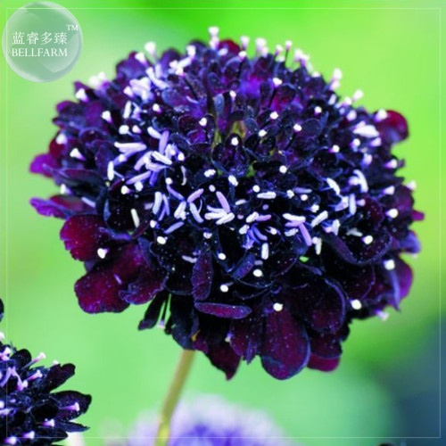 BELLFARM Scabiosa Atropurpurea Black Knight Kings Seeds, 20 Seeds, Professional pack, Deepest maroon, almost black blooms E4252