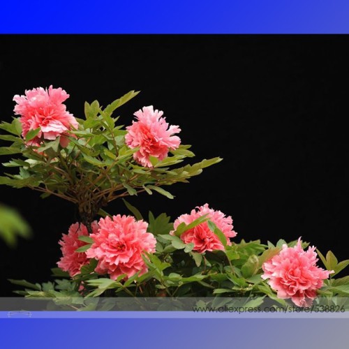 Heirloom Multi-petalled Pink Peony Tree 'Wu Zhi' Flower Seeds, Professional Pack, 5 Seeds / Pack, Beautiful Garden Flower #NF740