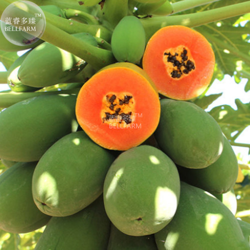 BELLFARM Hainan Red Papaya Green Skin Fruit Seeds, 6 seeds, professional pack, tasty big organic pawpaw