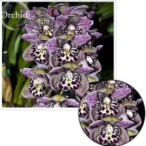 Rare Beautiful Butterfly Orchid Flowers, 100 Seeds, fragrant attract the butterfly light up garden E3614