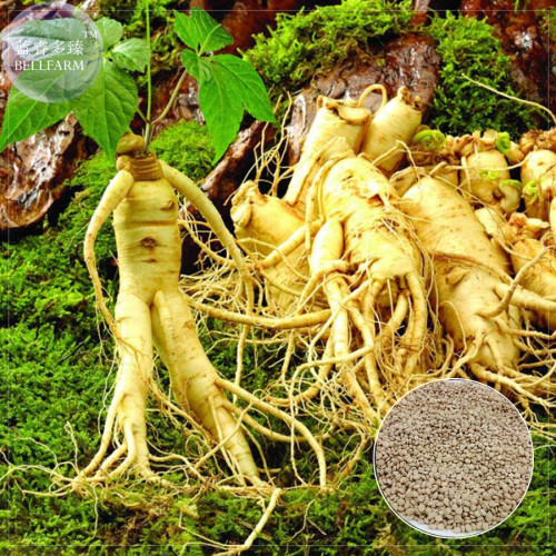 BELLFARM Heirloom Chinese Hardy Panax Ginseng Ashwaganda Seeds, 6 Seeds, Professional pack, physical fitness King of Herbs E4248