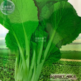 BELLFARM Green Chinese Vegetables Seeds, 5 packs, 2000 seeds/pack, fast growing little cabbage bok-choy pak choi