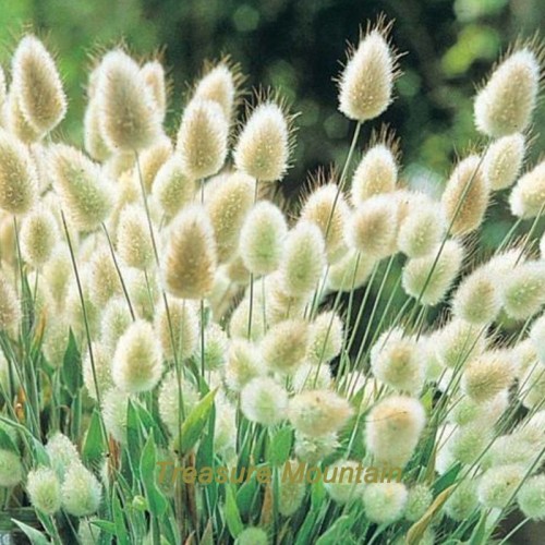 1 Professional Pack, 30 seeds / pack, Bunny Tails Lagurus Ovatus, Adorable Ornamental Grass #NF226