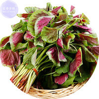BELLFARM Edible Amaranth Bi-color Vegetable Seeds, Professional Pack, 200 Seeds, tasty organic green red vegetables E4165