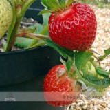 Toscana F1 Fleurostar Strawberry Seeds, 1 Professional Pack, 100 Seeds / Pack, Large Deep Rose Cone Shaped Fruit Flowers #NF521