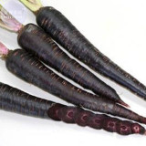 BELLFARM Carrot - Purple Sun F1 Seeds, 500 Seeds, Professional Pack, organic tasty vegetables E4183