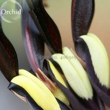 Rare Black 'duck tongue' Orchid Flower Perennial, 100 Seeds, attractive butterfly light up your garden E3628