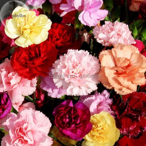 Rare Mixed Colorful Caryophyllus Carnation Flowers, 50 Seeds, mother flowers E3669