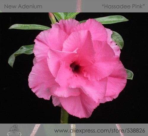1 Professional Pack, 2 seeds / pack, Rosy Adenium Obesum Hassadee Pink Desert Rose Flowers Seeds #NF295