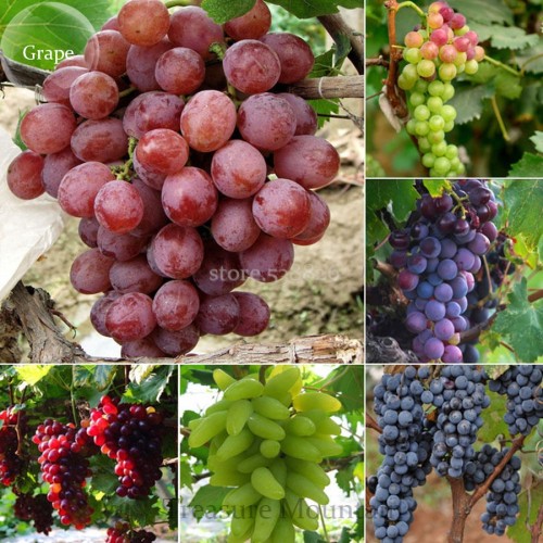 Mixed 6 Varieties of Grape Seeds, 15 seeds, Vinifera Delicious Fresh Fruit TS248T