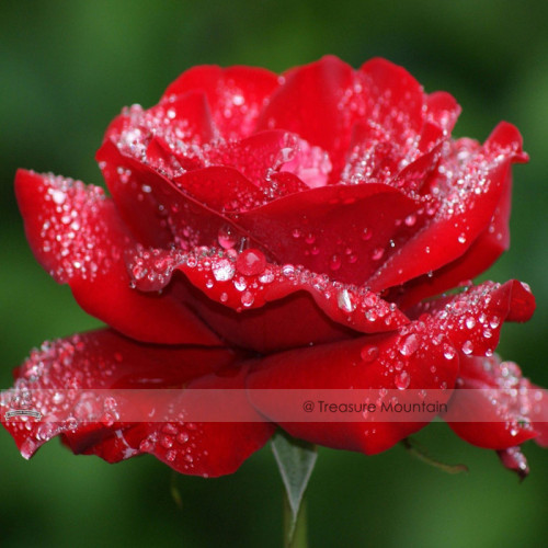 1 Professional Pack, 50 seeds / pack, Hardy Water Red Rose Seed #NF443
